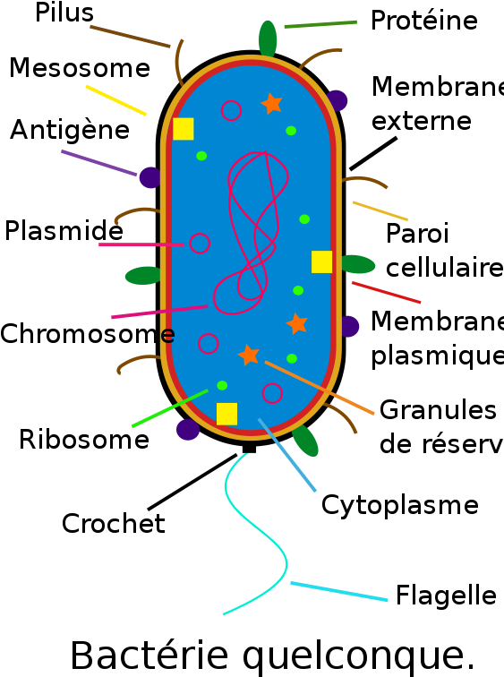 Clip Arts Related To - Bacteria Diagram Labeled (566x800), Png Download