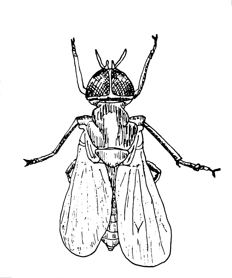 Fly On The Wall - Fly On The Wall Png (750x900), Png Download