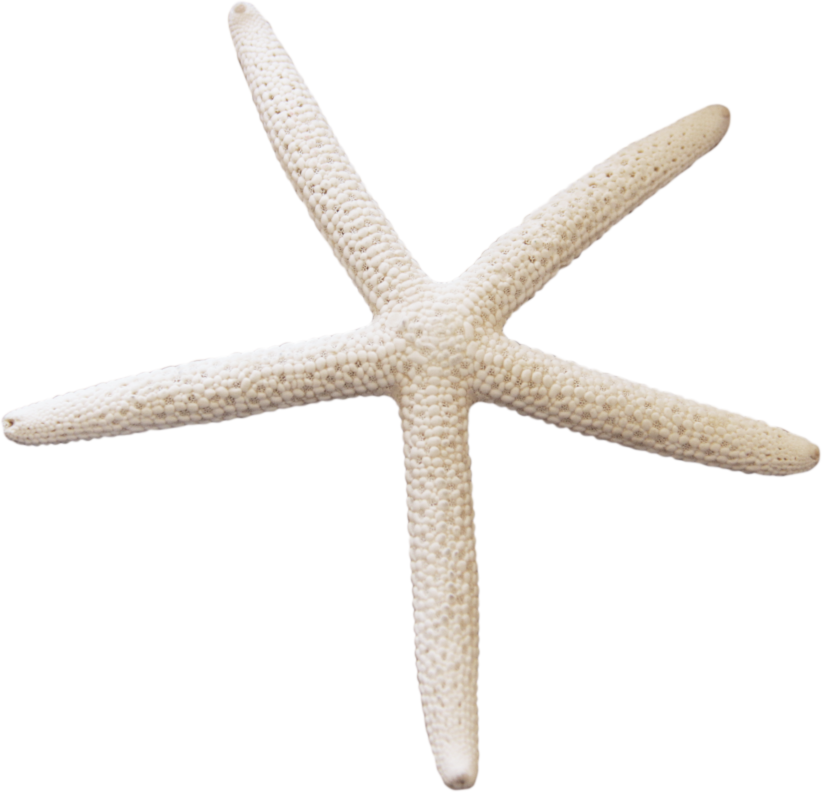 Starfish Png - Portable Network Graphics (2622x2527), Png Download