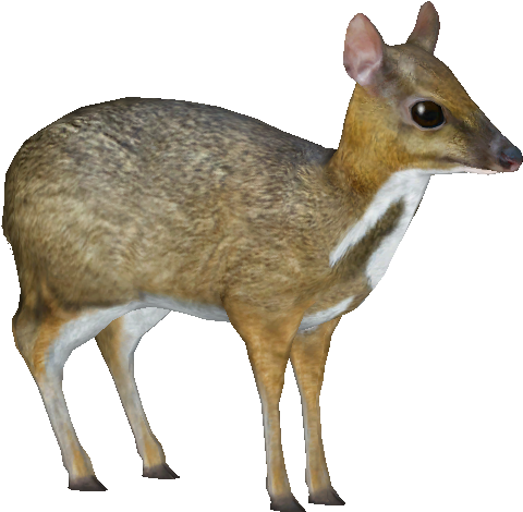 Lesser Mouse-deer - Mouse Deer Png (549x519), Png Download
