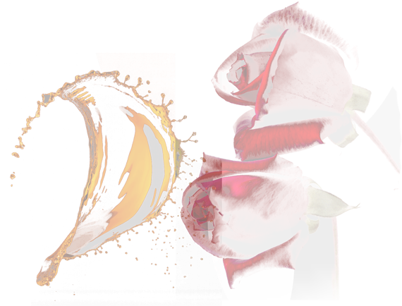 Honey - Rose - - Illustration (600x447), Png Download