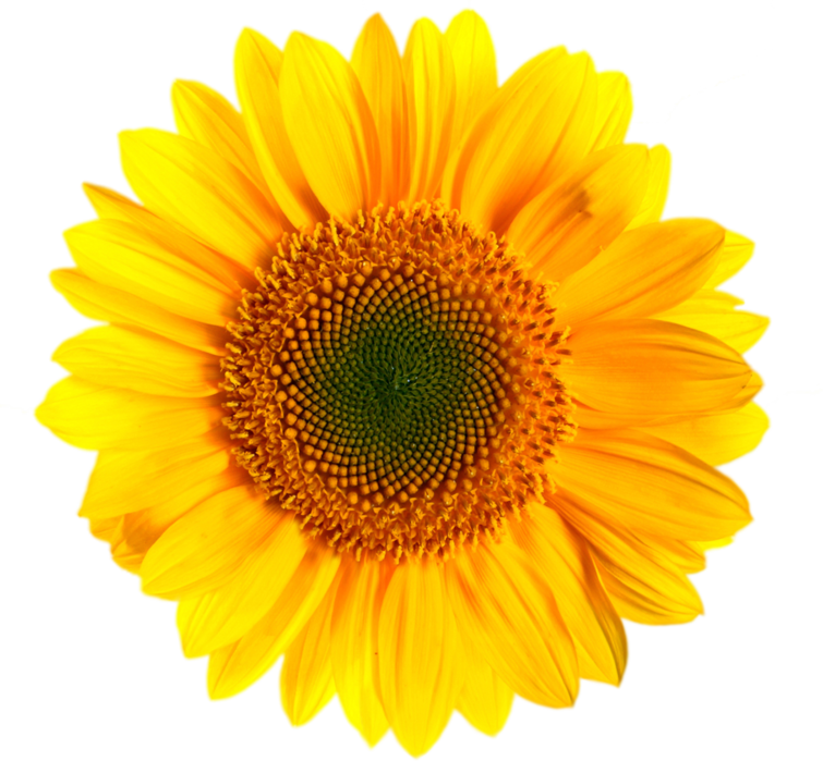 Download Sunflower Png Images Transparent Background Vector ...