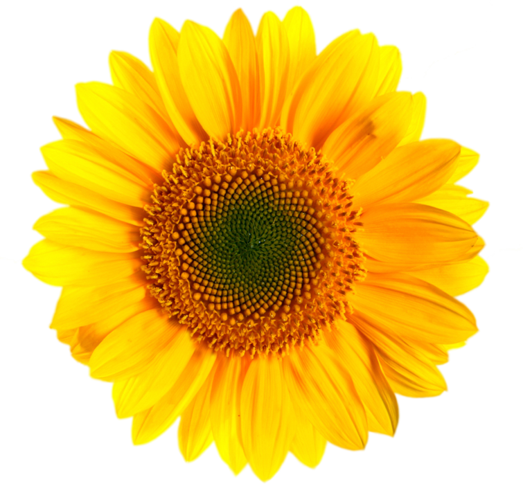 Free Free 125 Sunflower Transparent Svg SVG PNG EPS DXF File