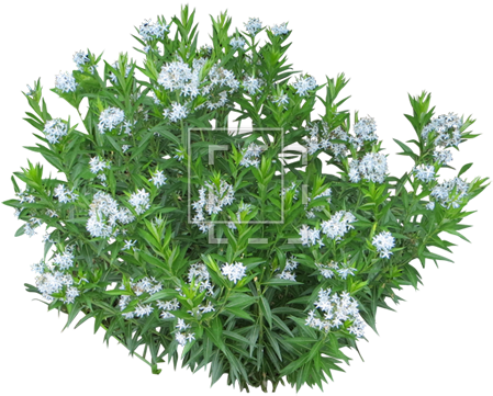 Parent Category - White Flowering Shrub Png (450x450), Png Download