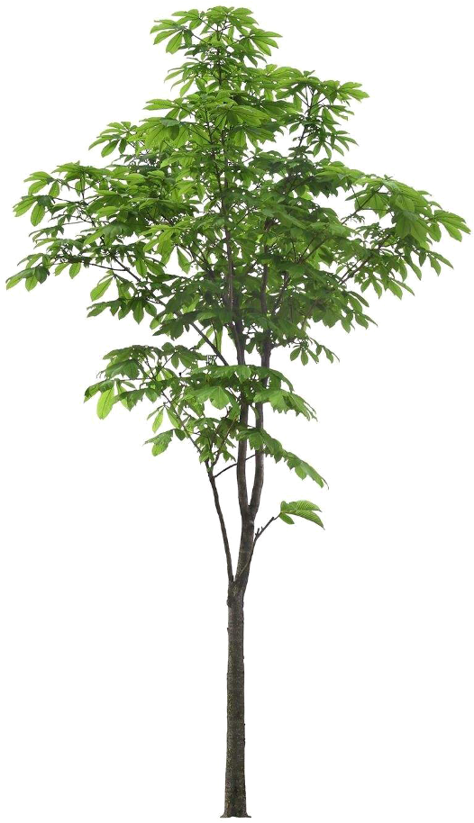 Leaves In Vase Png (1024x1024), Png Download