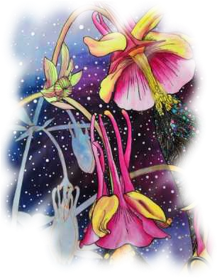 Supplies - Canada Columbine (312x400), Png Download