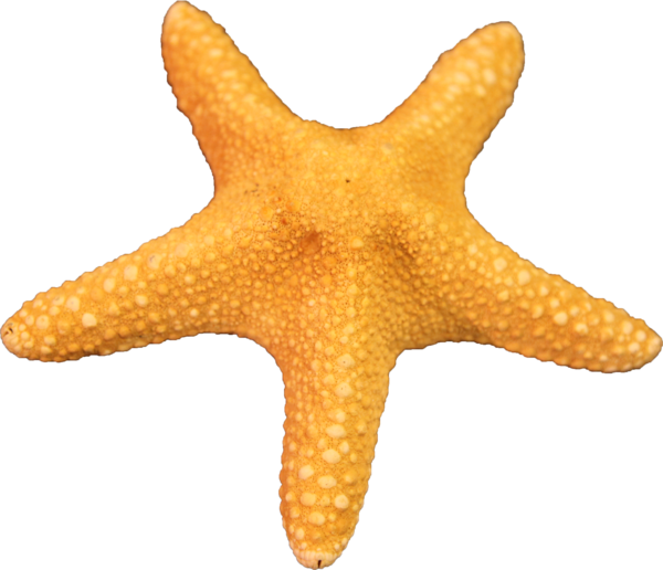 Free Download Starfish Png Images - Star Fish Png (600x516), Png Download