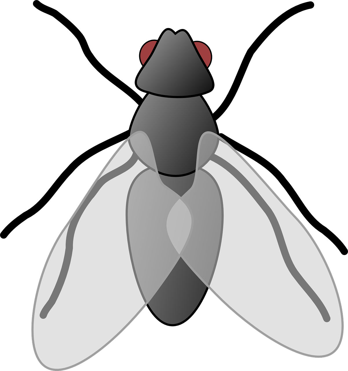 28 Collection Of House Fly Clipart - Clip Art Picture Of Fly (564x601), Png Download