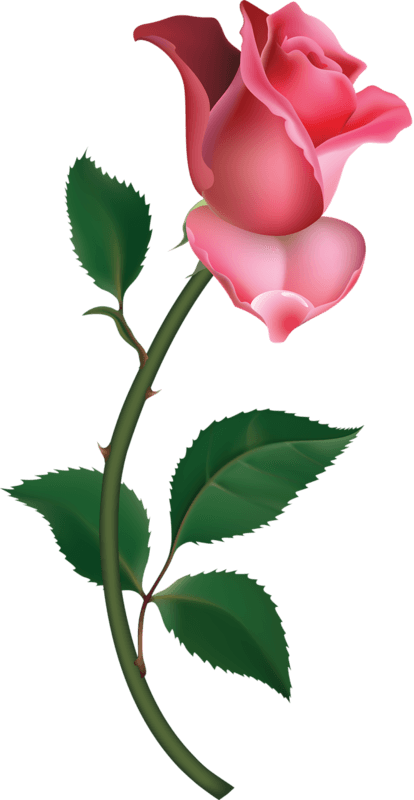 All Images From Collection - Rose Bud Clip Art (414x800), Png Download
