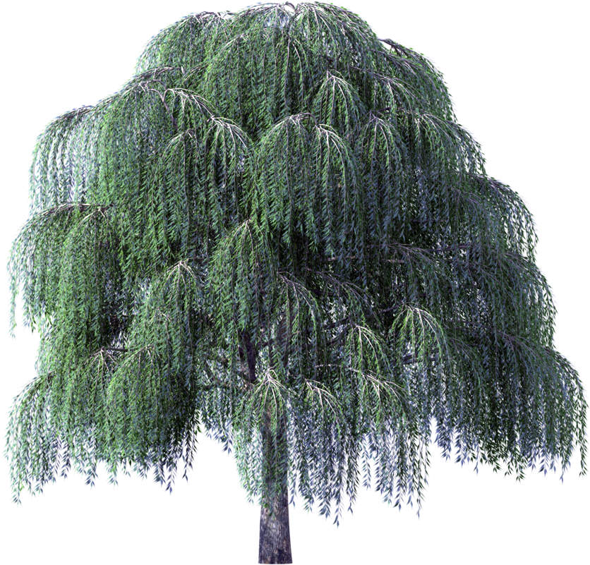 Tree Clipart Weeping Willow River - Darcy And Elizabeth By Sharon Lathan (1024x1024), Png Download