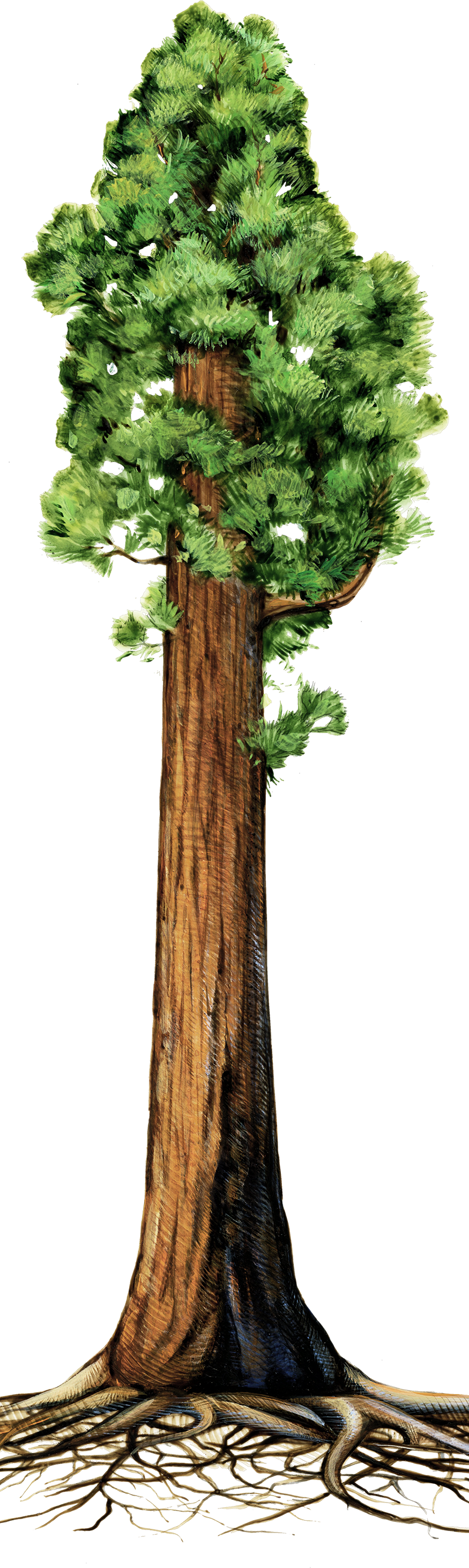 Drawn Roots Sequoia Tree - Giant Redwood Tree Clipart (875x2924), Png Download