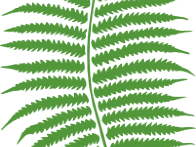 Free On Dumielauxepices Net Jungle - Fern Png (640x480), Png Download