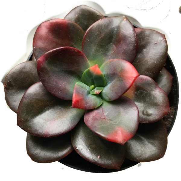 Echeveria │chroma Hybrid - Color (600x600), Png Download