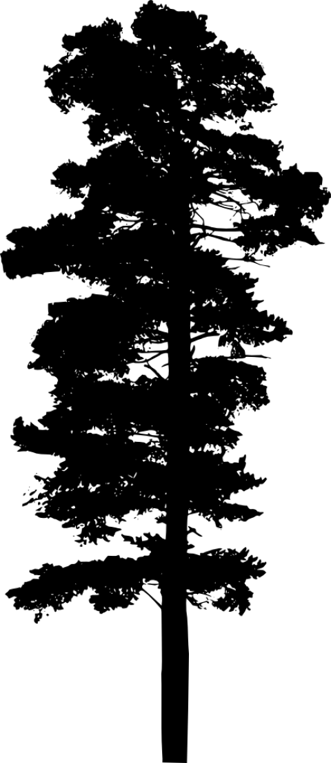 Silhouette Pine Tree Png - Pine Tree Transparent Background (445x1024), Png Download