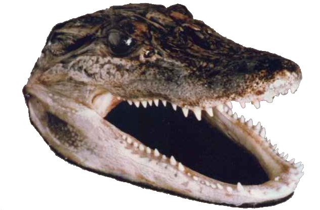 Gator Head - Transparent Crocodile Head Png (668x458), Png Download