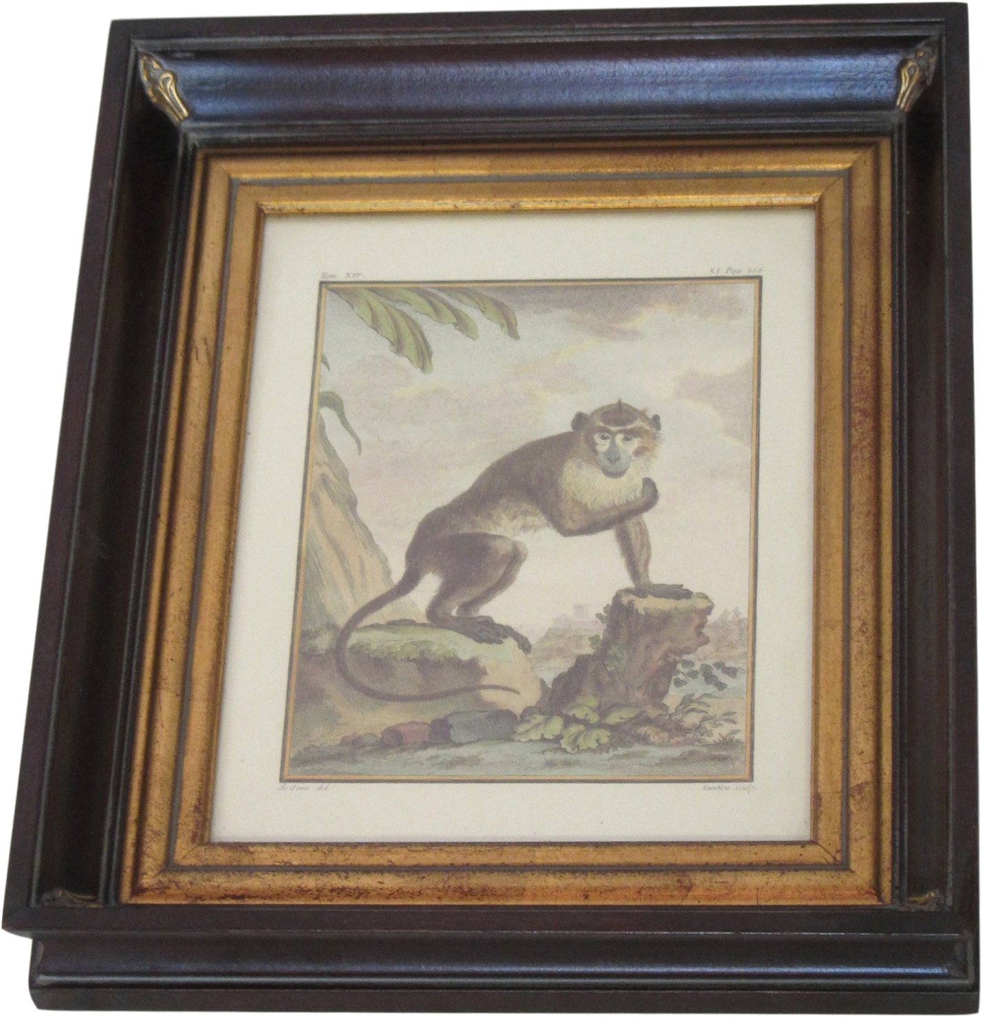 Framed Hand Colored Monkey Engraving Gold Interior, - Picture Frame (1620x1621), Png Download