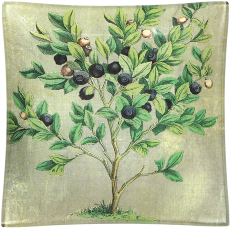 Blueberries Blueberries - Placemat (500x500), Png Download
