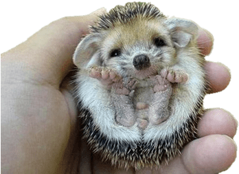 Hedgehog Flipped Over - Baby Hedgehog (400x400), Png Download