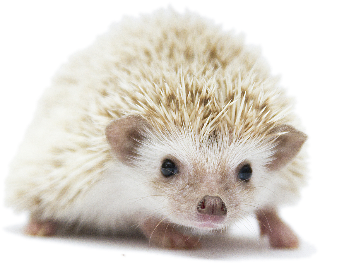 Hedgehog Pet - Hedgehog (1714x1055), Png Download