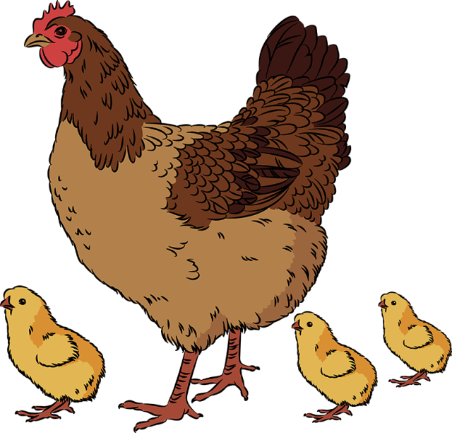 Hen Clipart Png - Hen With Chicks Clipart (640x612), Png Download