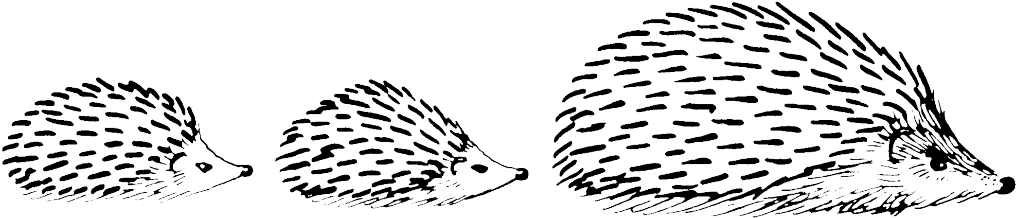 If He Doesn't Put On Enough Weight In Time For Hibernation - Black And White Hedgehog (1030x230), Png Download