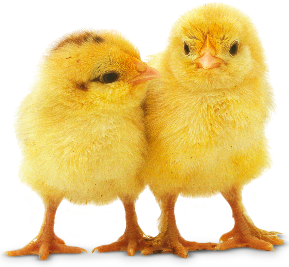 Baby Chicken Png Background Image - Baby Chicks With Guns (960x960), Png Download