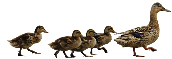 The Dirty Duck Is A Family-friendly Pub - People Following The Leader (590x205), Png Download