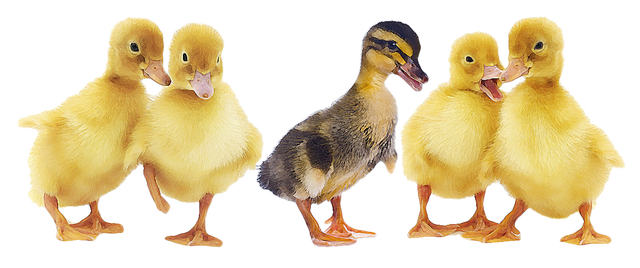 Baby Duck Png - Duck And Ducklings Png (640x268), Png Download