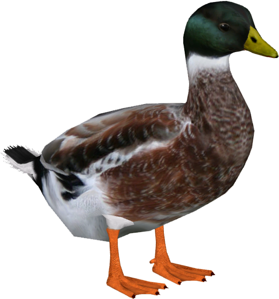 Welsh Harlequin Duck M3 - Harlequin Duck Png (602x602), Png Download