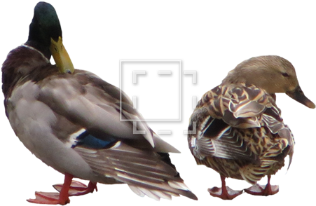 Parent Category - Drillfield (450x450), Png Download