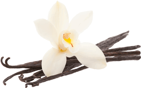 Vanilla Bean Flower - Sweet Cream Spice Scentsy (474x500), Png Download