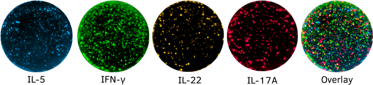 Peter - Circle (800x198), Png Download