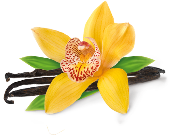 Vanilla Bean Png - Vanilla Orchid Flower Images Png (633x511), Png Download