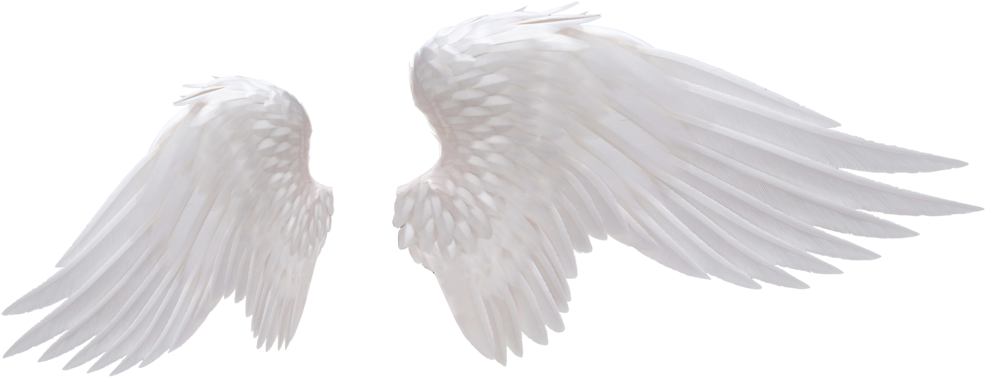 White Angel Wings Png Photo - Angel Wings Png (1024x447), Png Download