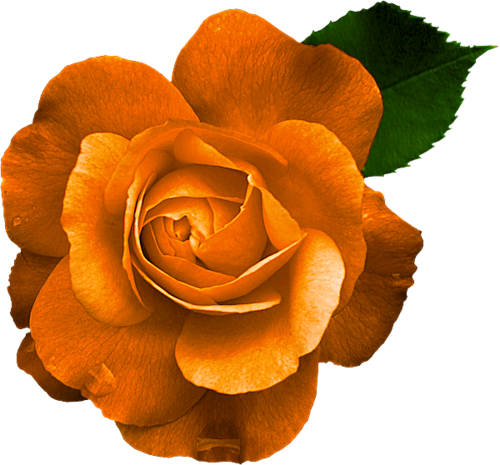 Garden Flames - Rose (500x465), Png Download