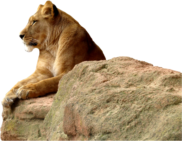 Lioness Transparent Background Png - Transparent Lioness Png (1024x768), Png Download