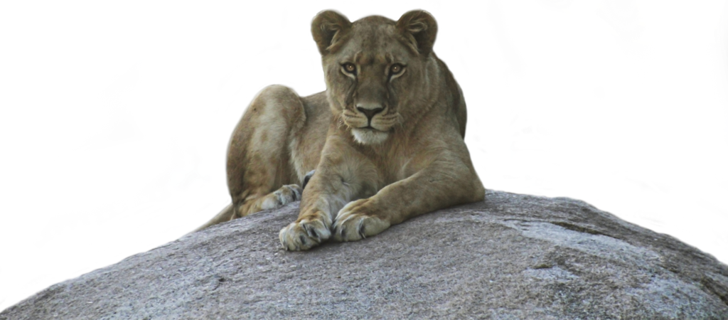 Lioness Png Background Image - Lioness Png (1024x450), Png Download