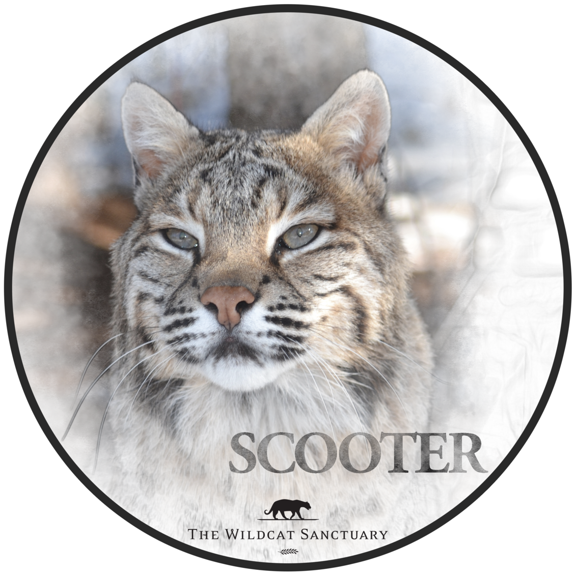 Smiley Face (1200x1200), Png Download