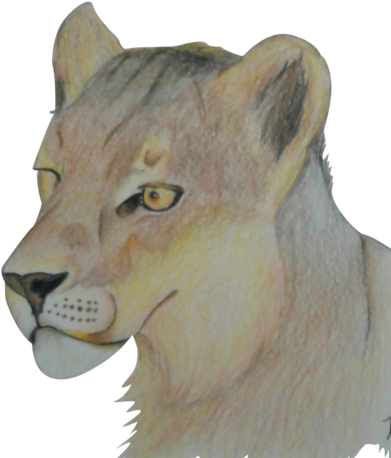 Lioness (480x480), Png Download