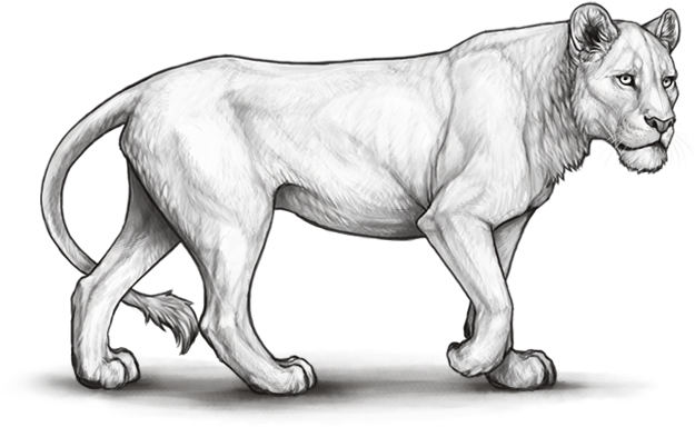 Lioden Neutral Lineart (640x500), Png Download