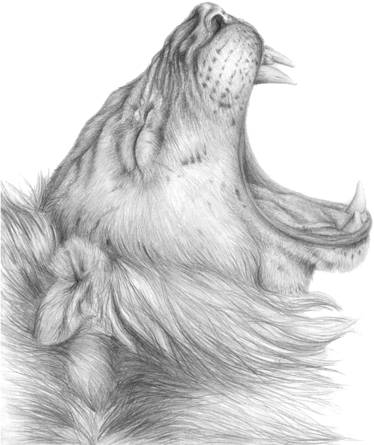 Lioness Roar Png Clipart - Cel Dintai - Sando - Download (600x693), Png Download