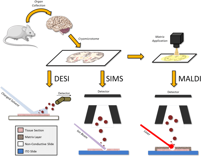 Overview Of Desi, Sims And Maldi Msi Workflow - Tissue (850x645), Png Download
