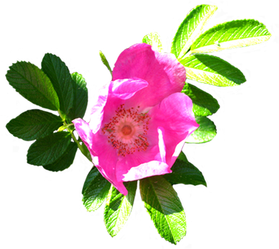 Clip Art Of Dog Rose Hip, Flower Of Dog Rose - Flower Clip Art (413x376), Png Download