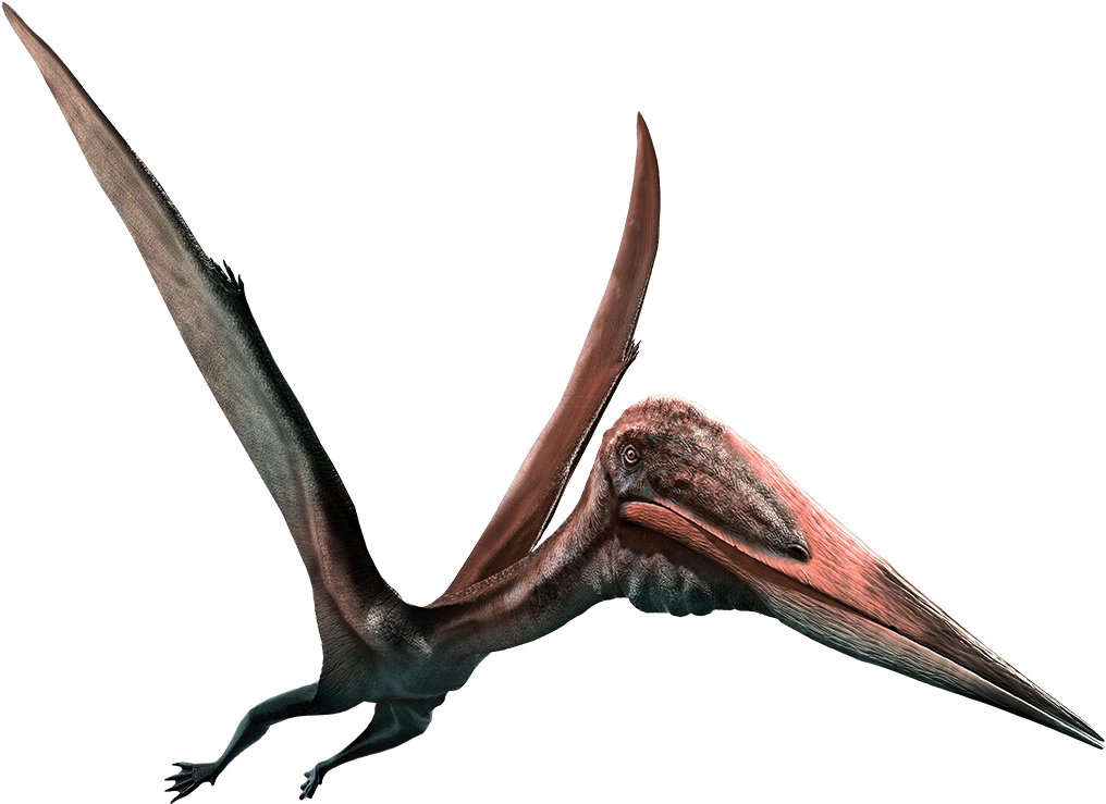 Pterodactyl - Png Pterosaurs (1040x739), Png Download