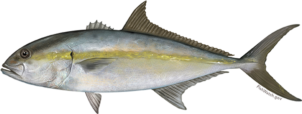 Greater Amberjack (640x427), Png Download