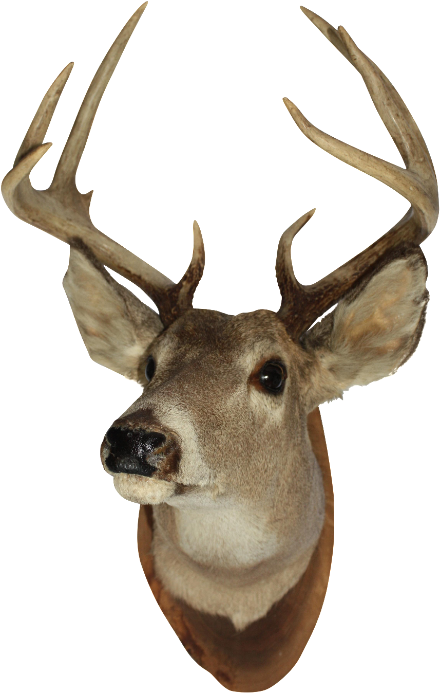 Vintage White Tail Deer - Cabeza De Venado Png (913x1404), Png Download