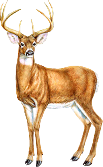 Tubes Cerfs / Chevreuils - Cerf Dessin Couleur (359x582), Png Download
