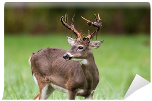 Roe Deer (400x400), Png Download