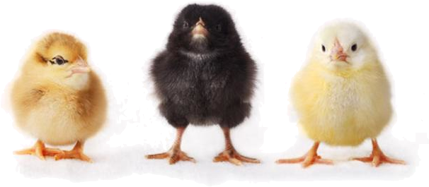 Baby Chicken Png - Student Study Guide With Ibm Spss Workbook For Statistics (669x316), Png Download