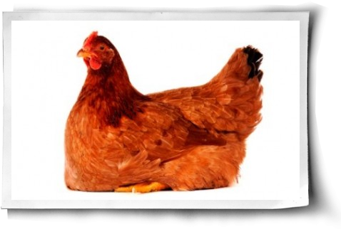 A Hen's Relationship With Her Eggs Post Image - Egg Of A Chicken (500x344), Png Download